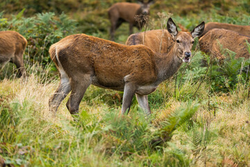 Close-up photo of a doe eating from the bushes during autumn.