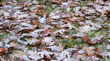 Autumn leaves with frost, texture for background