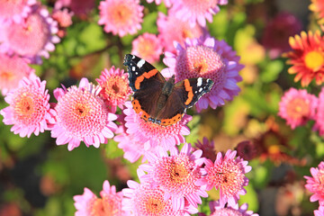 exotic sketches of autumn nature in the Kiev Botanical Garden