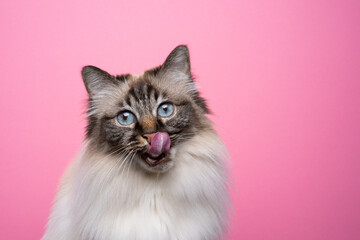 hungry seal point tabby birman cat licking lips on pink background portrait with copy space