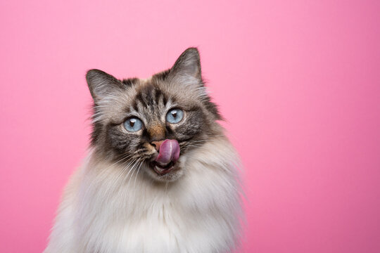 hungry seal point tabby birman cat licking lips on pink background portrait with copy space