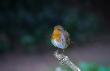 Cute little robin bird, front view showing orange red feathers, perched with blurred dark background.