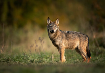 Grey wolf ( Canis lupus ) close up - obrazy, fototapety, plakaty