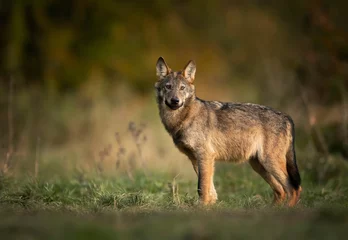 Foto op Canvas Grey wolf ( Canis lupus ) close up © Piotr Krzeslak