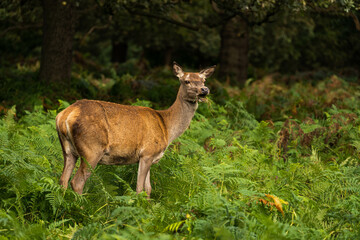 Close-up photo of a doe eating from the bushes during autumn.