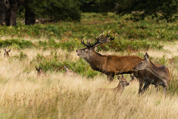 Photo of a red deer protecting hinds from other males that are trying to mate with them during rutting season.
