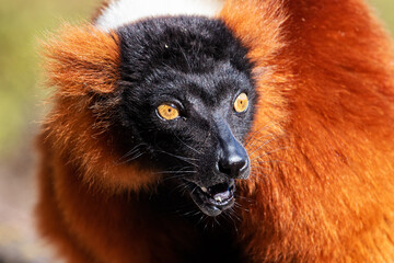 Red Ruffed Lemur monkey. Mammal and mammals. Land world and fauna. Wildlife and zoology.