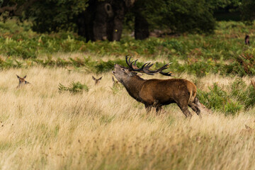 Photo of a red deer protecting hinds from other males that are trying to mate with them during rutting season.