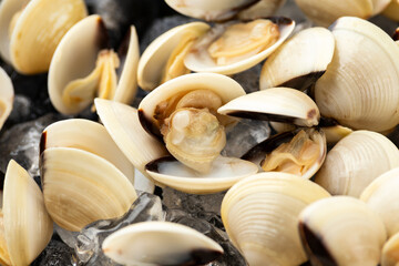 Fresh raw White shell clams. ready to cook.