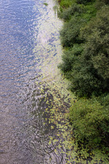 Green bank of the Sozh river, view from the top of the bridge.