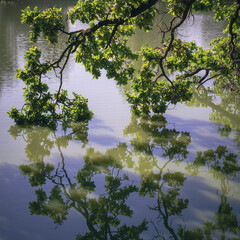 Reflection of oak branches over calm lake water on a summer morning.