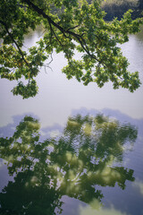 Reflection of oak branches over calm lake water on a summer morning.