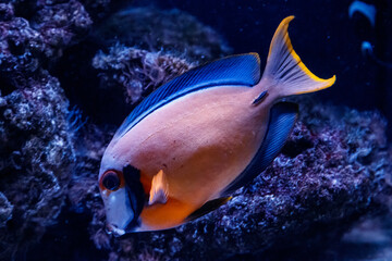 Fototapeta na wymiar macro fish acanthurus pyroferus