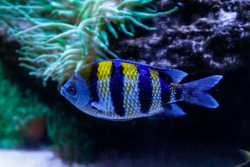 macro fish sergeant major abudefduf saxatilis
