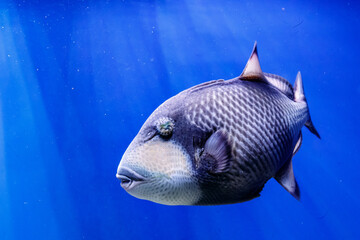 macro fish blue-necked balistod, balistoides viridescens