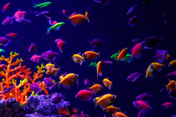 Fototapeta na wymiar macro beautiful fish glo tetra fish danio rerio