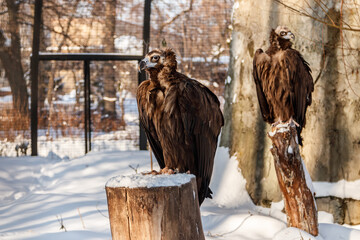 beautiful vultures sit on a stump in the snow