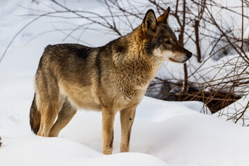 Fototapeta na wymiar beautiful wolf on a snowy road