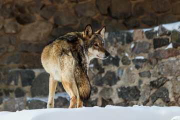 Naklejka na ściany i meble beautiful wolf on a snowy road