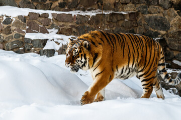 beautiful panthera tigris on a snowy road