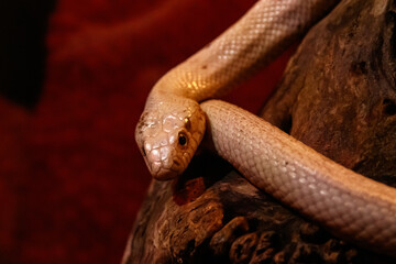 snake leucistic texas rat