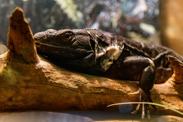 Beautiful Black Mexican dragon, iguana Wigmann, Stenosura pectinate sitting on a branch