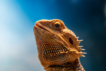 Beautiful Lizard Bearded Agama, Pogona vitticeps