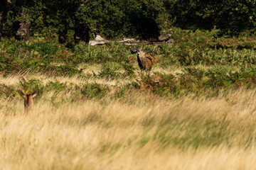 Photo of a red deer protecting hinds from other males that are trying to mate with them during rutting season.