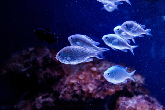 blue chromis fish macro