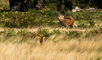 Photo of a red deer protecting hinds from other males that are trying to mate with them during rutting season.
