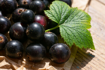 Group of black currants, seasonal berries gathered in garden at summertime, strong sunlight and long shadows