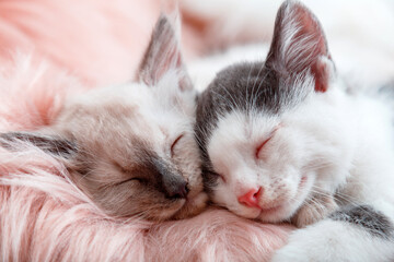 Couple little happy kittens in love sleep together on pink fluffy plaid. Portrait of two cats comfortably sleep relax at cozy home. Kittens noses closeup banner for Valentine Day. 