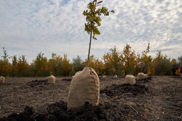 The tree is ready to be planted in the ground. Planting an oak grove. High quality photo
