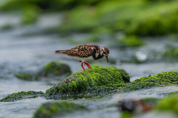 Ruddy Turnstone (Arenaria interpres) feeding on seaweed by the sea