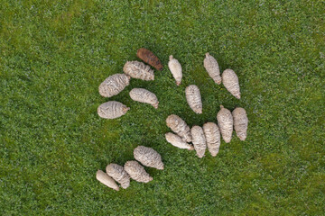 Aerial top down view of sheep herd feeding on grass in green field. © Abinieks
