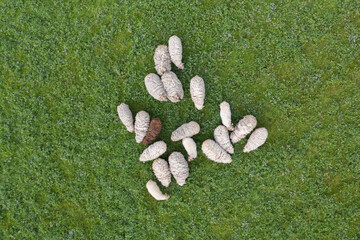 Aerial top down view of sheep herd feeding on grass in green field. © Abinieks