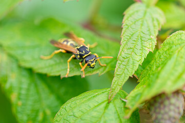 Macro shot of wasp (Vespula germanica) sitting on green raspberry leaf