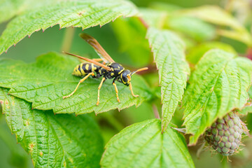 Macro shot of wasp (Vespula germanica) sitting on green raspberry leaf