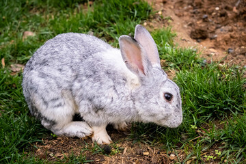 A grazing gray rabbit. A cute gray rabbit in the forest. Close up, selective focus.