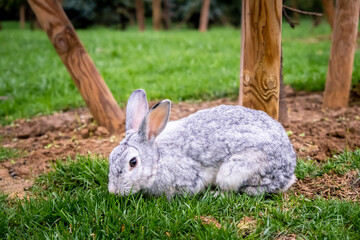 A grazing gray rabbit. A cute gray rabbit in the forest. Close up, selective focus.