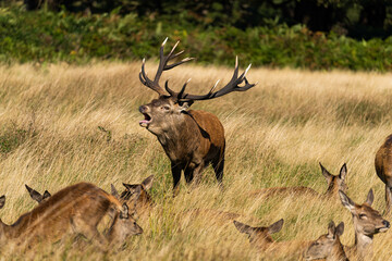 Naklejka na ściany i meble Close-up photo of an adult red deer roaring to attract females who want to mate with him during the rutting season.