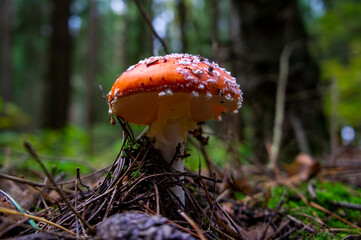 Beautiful autumn forest mushroom in the forest. Wild food and macro photoography
