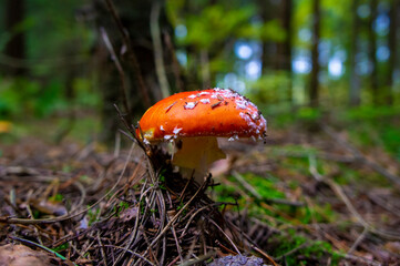 Beautiful autumn forest mushroom in the forest. Wild food and macro photoography