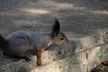 squirrel in the park