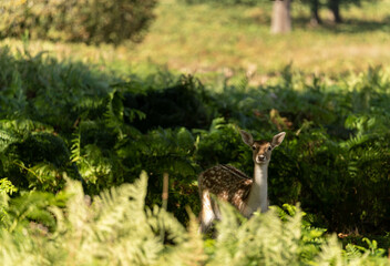 Close-up photo of a fallow deer eating between the bushes at Richmond Park, London, United Kingdom.