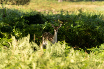 Obraz na płótnie Canvas Close-up photo of a fallow deer eating between the bushes at Richmond Park, London, United Kingdom.