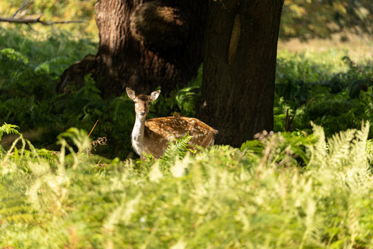 Close-up photo of a fallow deer eating between the bushes at Richmond Park, London, United Kingdom.