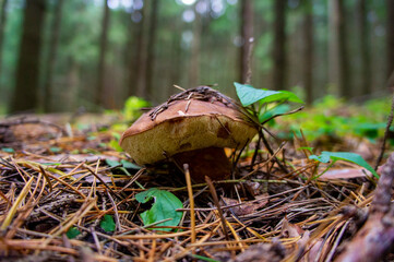 Beautiful autumn forest mushroom in the forest. Wild food and macro photoography