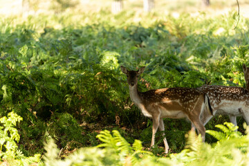 Close-up photo of a fallow deer eating between the bushes at Richmond Park, London, United Kingdom.