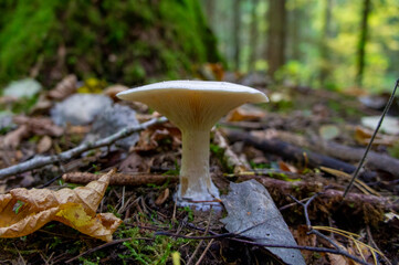 Beautiful autumn forest mushroom in the forest. Wild food and macro photoography